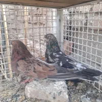 کبوتر سور و بلژیکی پشت ابی