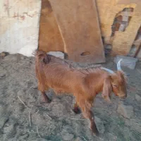 فروش یک عدد  بز وکهره نر