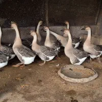 فروش مولد قوغاز آفریقایی خاکستری ارسال از ساری|حیوانات مزرعه|ساری, |دیوار