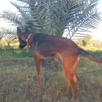 سگ مالینیوز|سگ|جیرفت, |دیوار