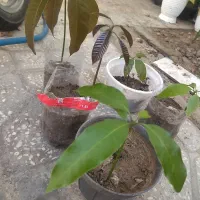 نهال انبه بوشهری
