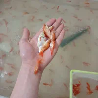 ماهی قرمز عمده