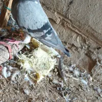 تهرانی وپلاکی معاوضه دارم باتوله سرابی یا پژدر نر|پرنده|آبدانان, |دیوار