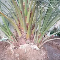 دمیت حاج باقری و برحی اصل