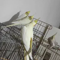 عروس هلندی|پرنده|شاهین دژ, |دیوار