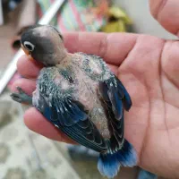 کوتوله سرلاکین آبی