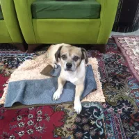 واگذاری سگ شیتزو