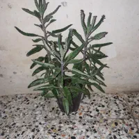 گل برای گل