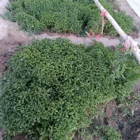 نشاء فلفل درجه یک
