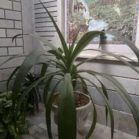 گل ذرتی