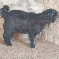 بیگ تخمی|حیوانات مزرعه|ایذه, |دیوار