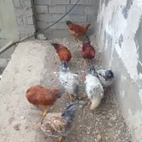 تعدادی خروس جوان ۹ ماهه