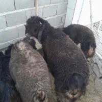 دوراس بره قوچی چهار ماهه|حیوانات مزرعه|دهدشت, |دیوار