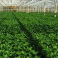 فروش-زمین-کشاورزی