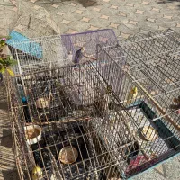 پرنده عروس هلندی سخنگو|پرنده|قائمشهر, |دیوار