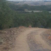 1875متر باغ بادام مامایی مثمر نزدیک پل زمانخان|فروش دفتر صنعتی، کشاورزی، تجاری|سامان, |دیوار