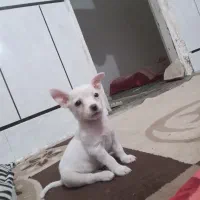 سگ شیواوانر|سگ|دزفول, |دیوار