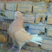 8 عدد کفتره تضمینی