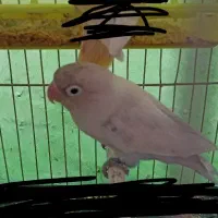 کوتوله بدون قفس 800