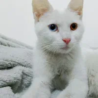 واگذاری گربه خانگی نژاد دار|گربه|سنندج, |دیوار