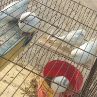 چهارعددمرغ عشق