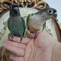 طوطی جوجه گرینچیک تست ملنگوزرد اوپال مولدراهب شاه