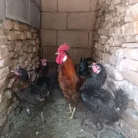حیوون خونگی