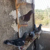 فروش کبوتر|پرنده|جم, |دیوار