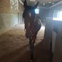 اسب جوان ۳ ساله مادیان|اسب و تجهیزات اسب‌سواری|گرمسار, |دیوار