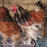 مرغ خروس برهما پورسلن