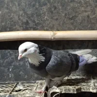 کبوتر پرشی تضمین|پرنده|فاضل آباد, |دیوار