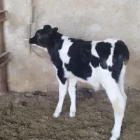 گوساله نر