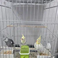 ۳تاعروس باقفس ۲تومن