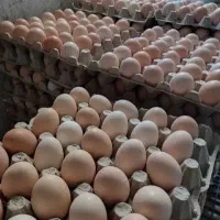 تخم مرغ کودی وتخم مرغ نوک زده کیلو 70