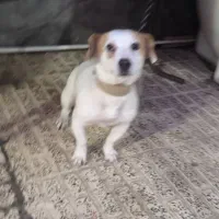 واگذاری سگ|سگ|کرمان, |دیوار