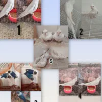 ۵ عدد عروس هلندی و ۲ عدد کوتوله