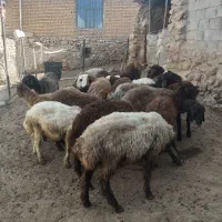 بره افشاری پای پروار