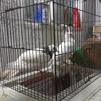 دوتا کبوتر طوقی الماسی وطوق سیاه ویه جوفت