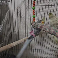 فروش عروس هلندی و مرغ عشق  در شبستر