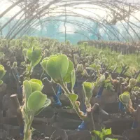 فروش نهال یکساله کیوی هایوارد با کیفیت