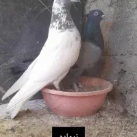 کبوتر فروشی