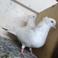 چشم نوک سفید و پتی واله