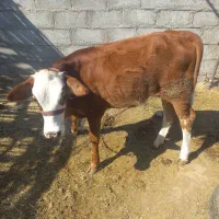 گوساله ماده سمینتال فاریاب