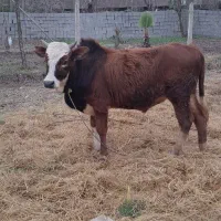 گاو ورزا کوله لیشه چالوسی|حیوانات مزرعه|سنگر, |دیوار