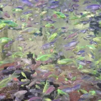 زیرا. زبرا دانیو.باله بلند