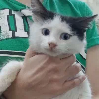 واگذاری بچه گربه نر