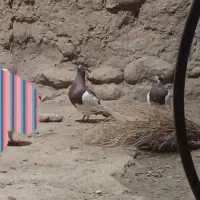 ۲تایهودی ۲تا طوقی|پرنده|عنبران, |دیوار