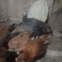 بوقلمون نروماده|حیوانات مزرعه|ملایر, |دیوار