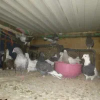 کبوتر نژاد دارد معاوضه|پرنده|سقز, |دیوار