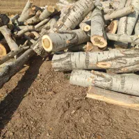 قطع و برش و حمل انواع درختان باغی و چوبهای کهنه